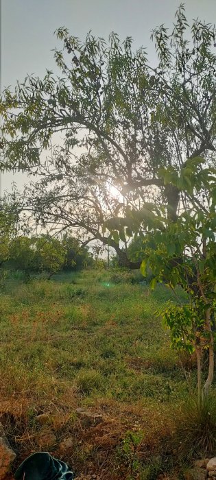 Proyecto NITT: cultivo regenerativo vegano en La Sénia