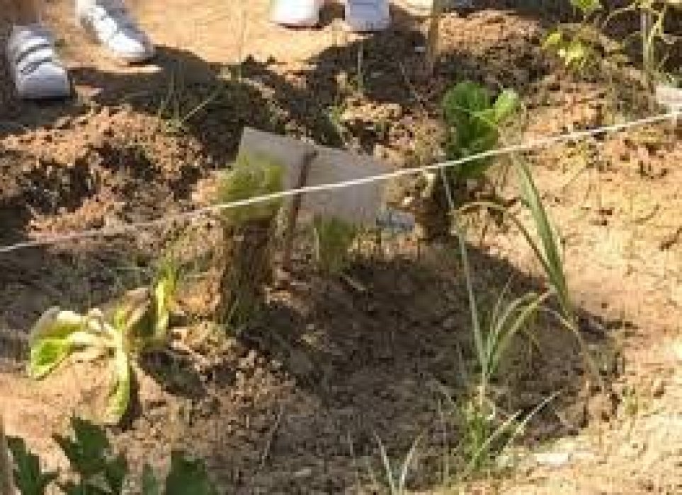 Huerto Escolar Ecológico CEIP Santa Úrsula