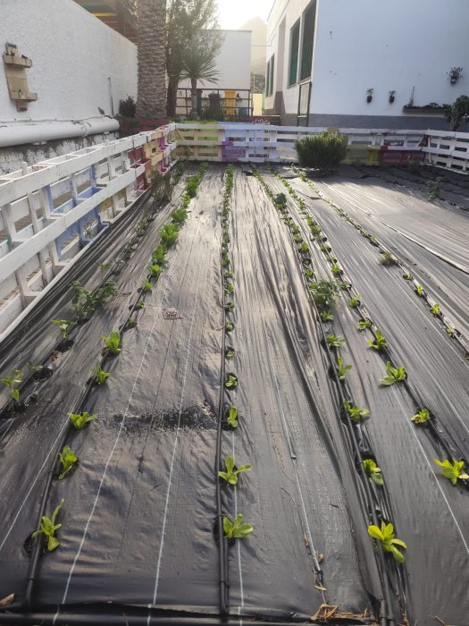 Huerto Ecologico CEIP Jose Sánchez y Sánchez