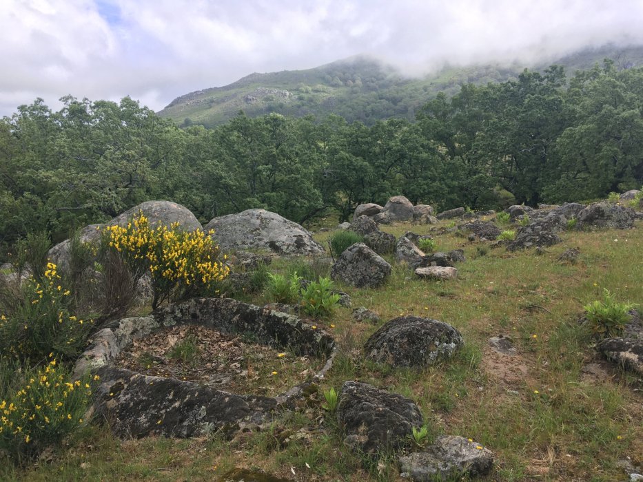 Declaración de Bosque Singular - Carvajal de Gredos