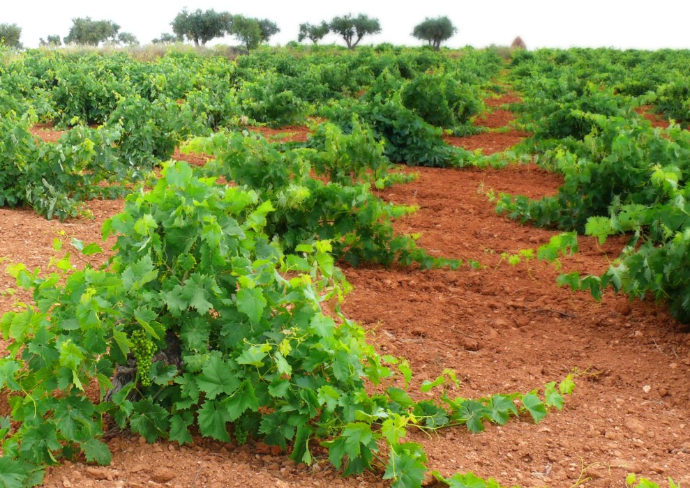 BODEGA SOSTENIBLE