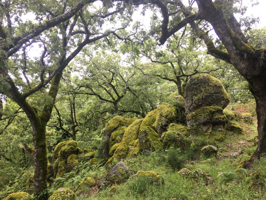 Declaración de Bosque Singular - Carvajal de Gredos