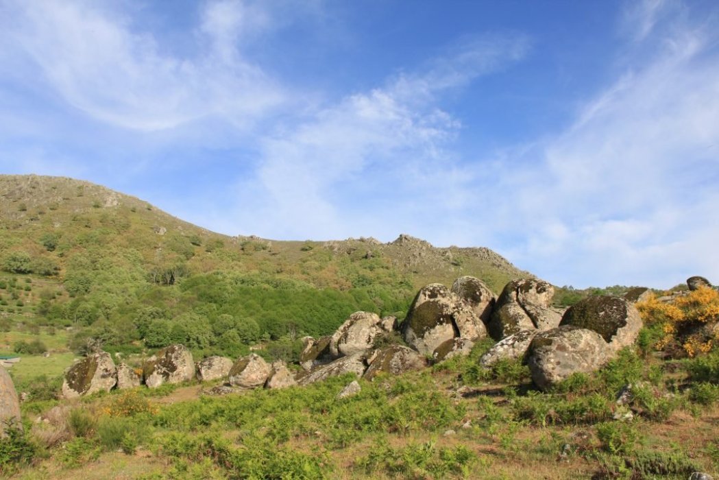 Declaración de Bosque Singular - Carvajal de Gredos