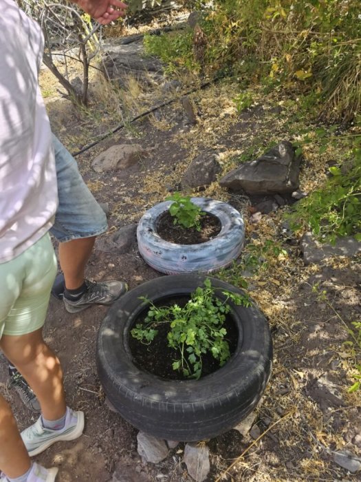 CEIP El Risco de Agaete El huerto escolar: sembrando aprendizajes y valores
