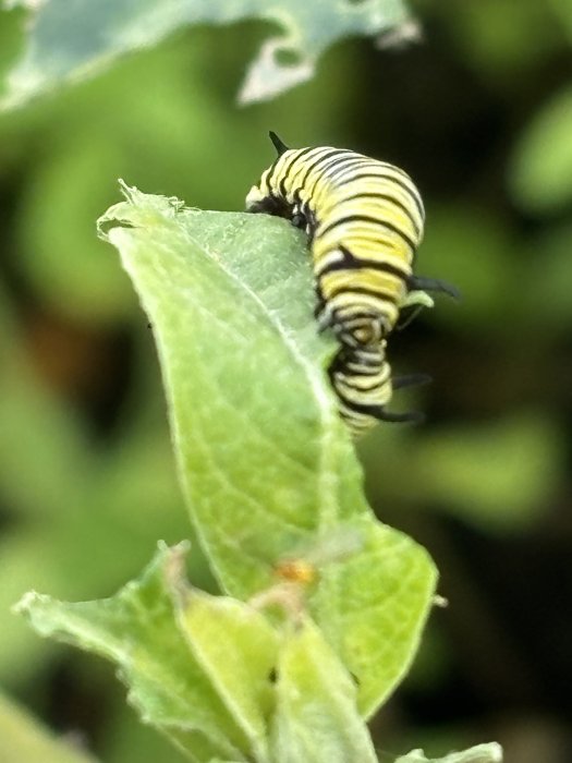 Escuela de ecología 