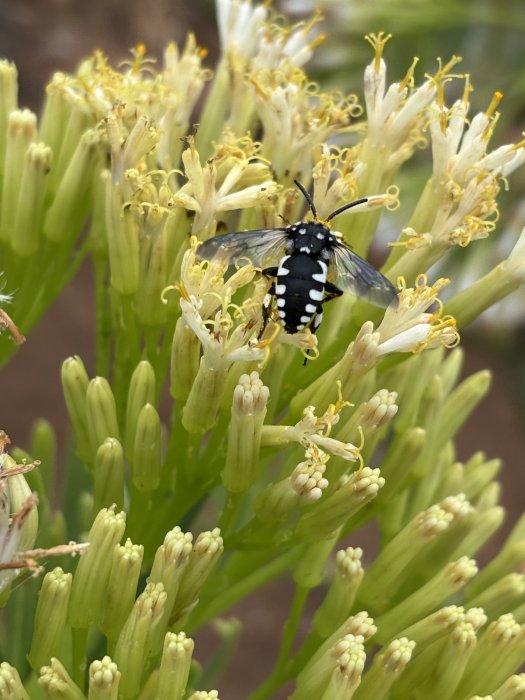 Escuela de ecología 