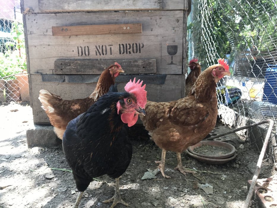 Huerto Urbano en Aravaca y Mercado de Productos Ecológicos