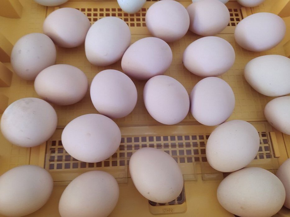 Salvemos a la Gallina Extremeña Azul