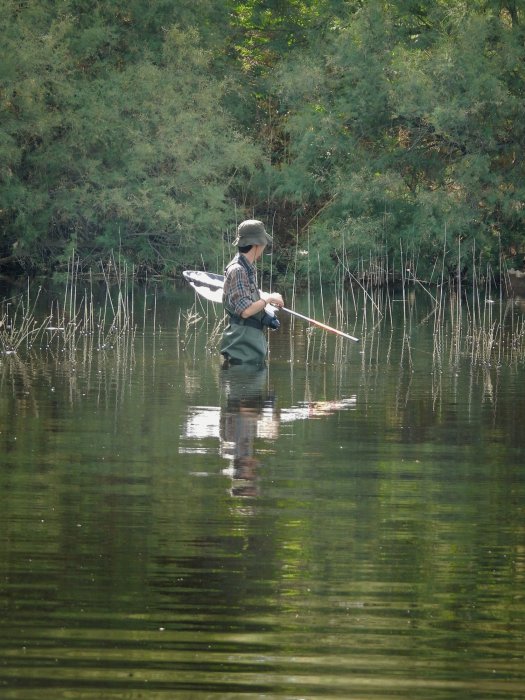 Monitoreo de Libélulas