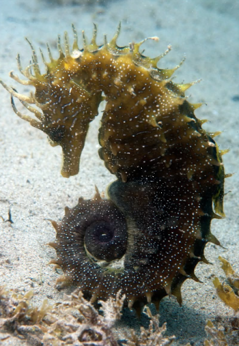 Población caballitos de mar - Club de buceo CIES Algeciras