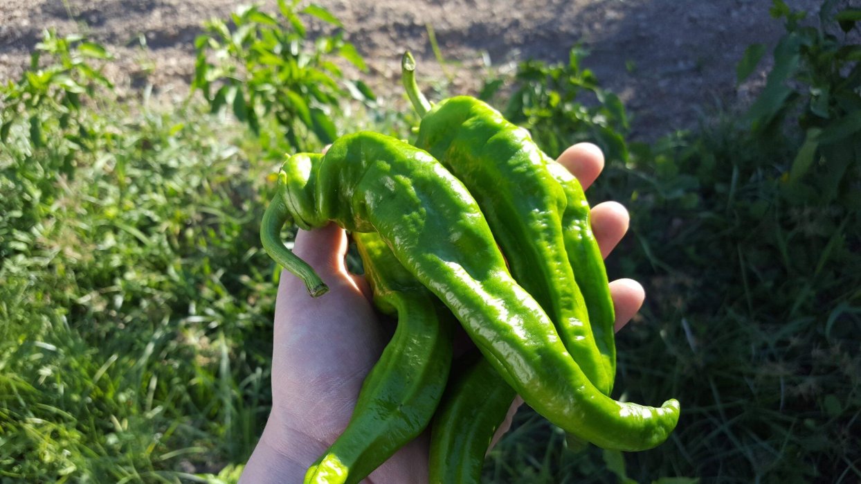 Tierras Vivas ¡Alimentos que emocionan!