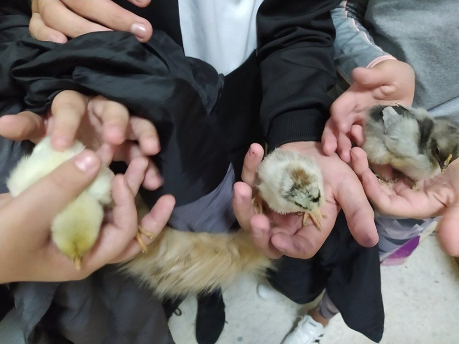 Salvemos a la Gallina Extremeña Azul