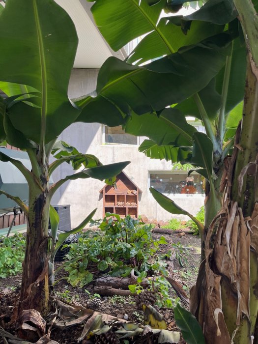 Huerto Escolar E.E.I. Doña Carmela 