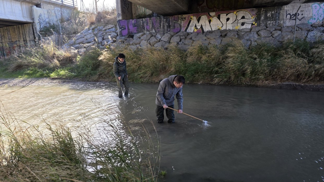 Monitoreo de Libélulas