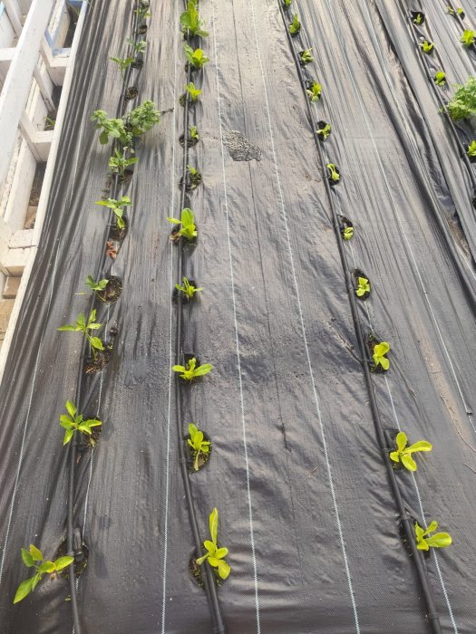 Huerto Ecologico CEIP Jose Sánchez y Sánchez