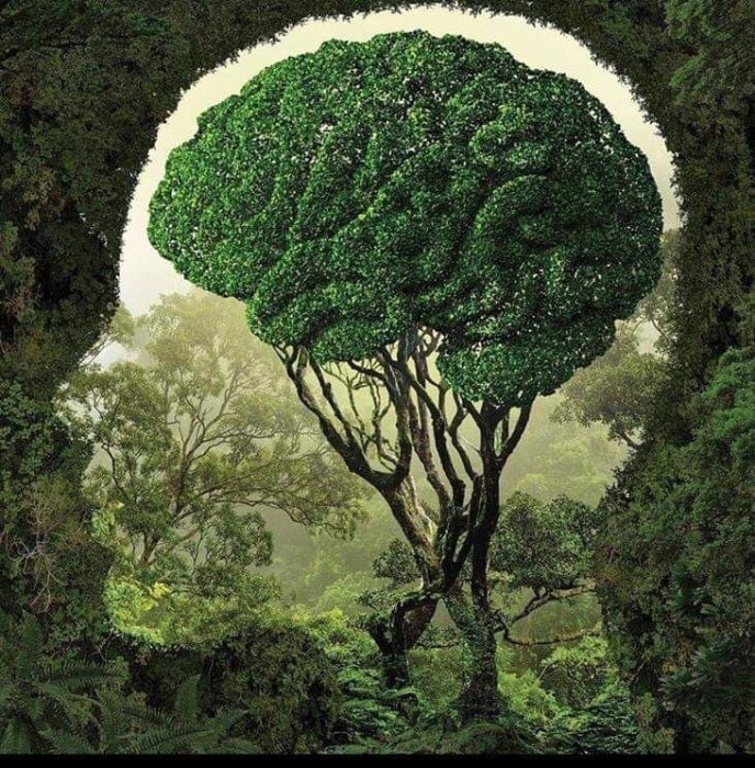 El libro bosque