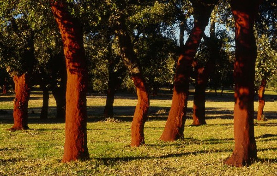 Finca El Cabezo: Agroturismo ecológico en Plena Naturaleza