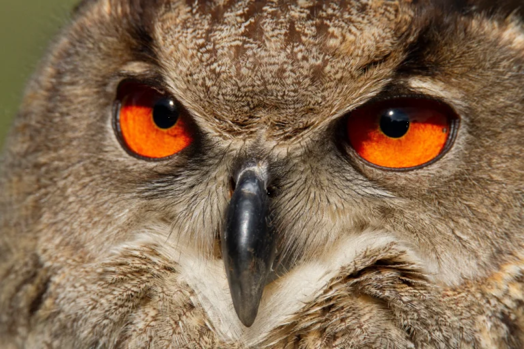 La Mironera: Actividades de naturaleza por la biodiversidad