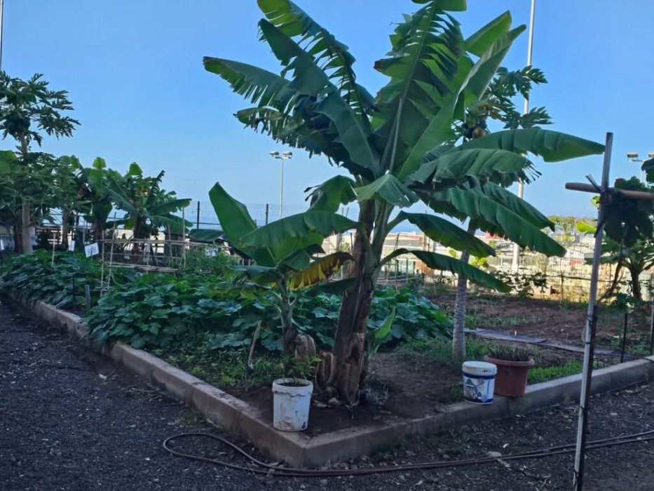  “Manos a la Tierra” CEIP Barranco las Torres