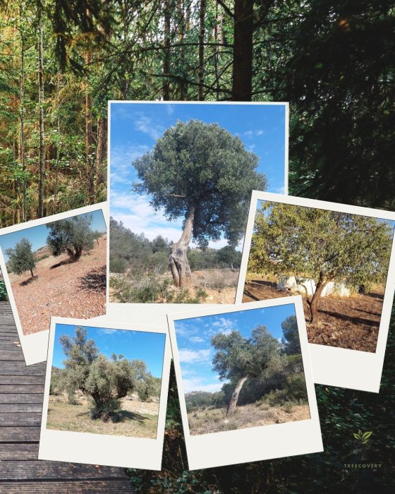 TREECOVERY