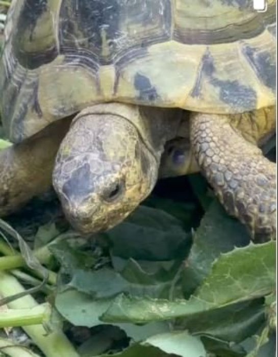 Pequeños Guardianes del Entorno en el Colegio Río Ebro