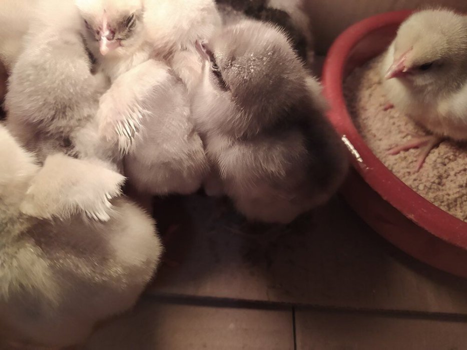 Salvemos a la Gallina Extremeña Azul