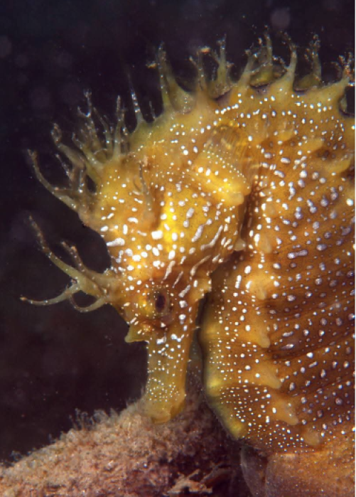 Población caballitos de mar - Club de buceo CIES Algeciras