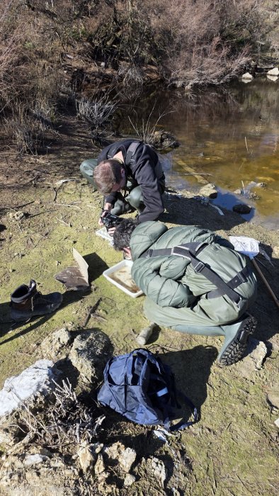 Monitoreo de Libélulas