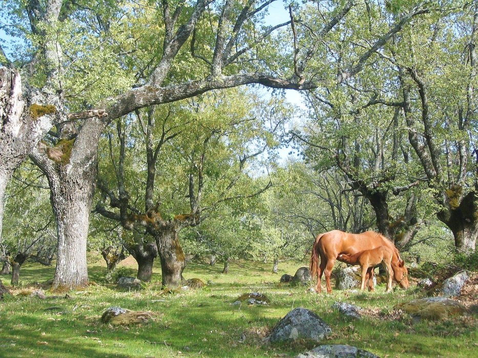 Declaración de Bosque Singular - Carvajal de Gredos