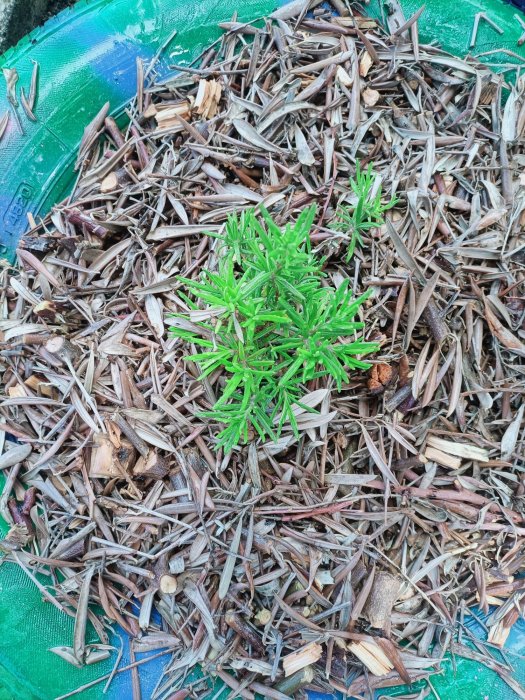 UN JARDÍN PARA TODO EL PUEBLO