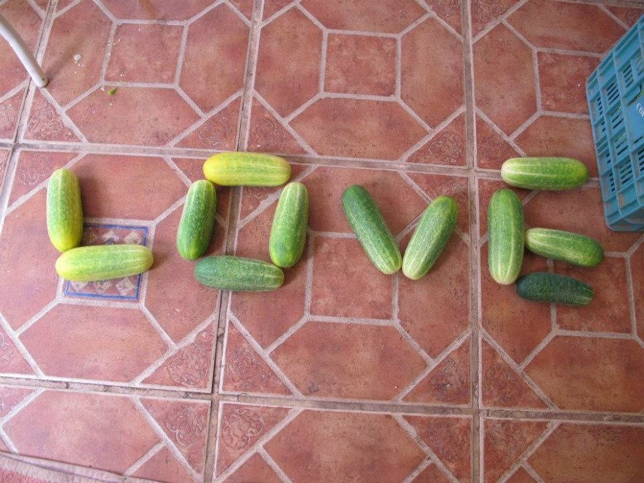 Un Espacio Vivo para Aprender, Reconectar y Regenerar: Ekkofood & Ekkorelax