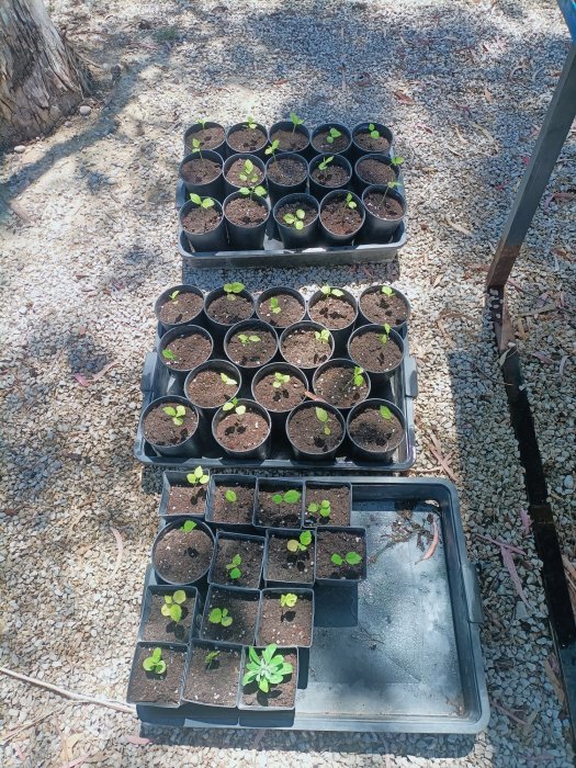 UN JARDÍN PARA TODO EL PUEBLO