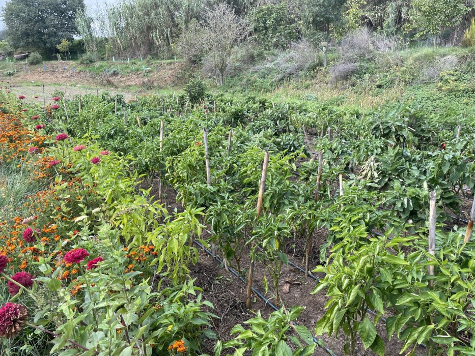 Mas Les Vinyes, agricultura regenerativa para el futuro