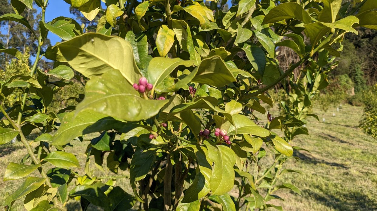 Limón de Novales, si la vida te da limones haz limonada.
