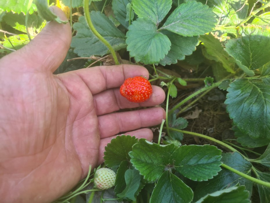 Tu Cultivas Tu Comes, ven a  Huertos Naturales Tucutuco