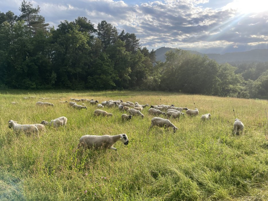Mas Les Vinyes, agricultura regenerativa para el futuro