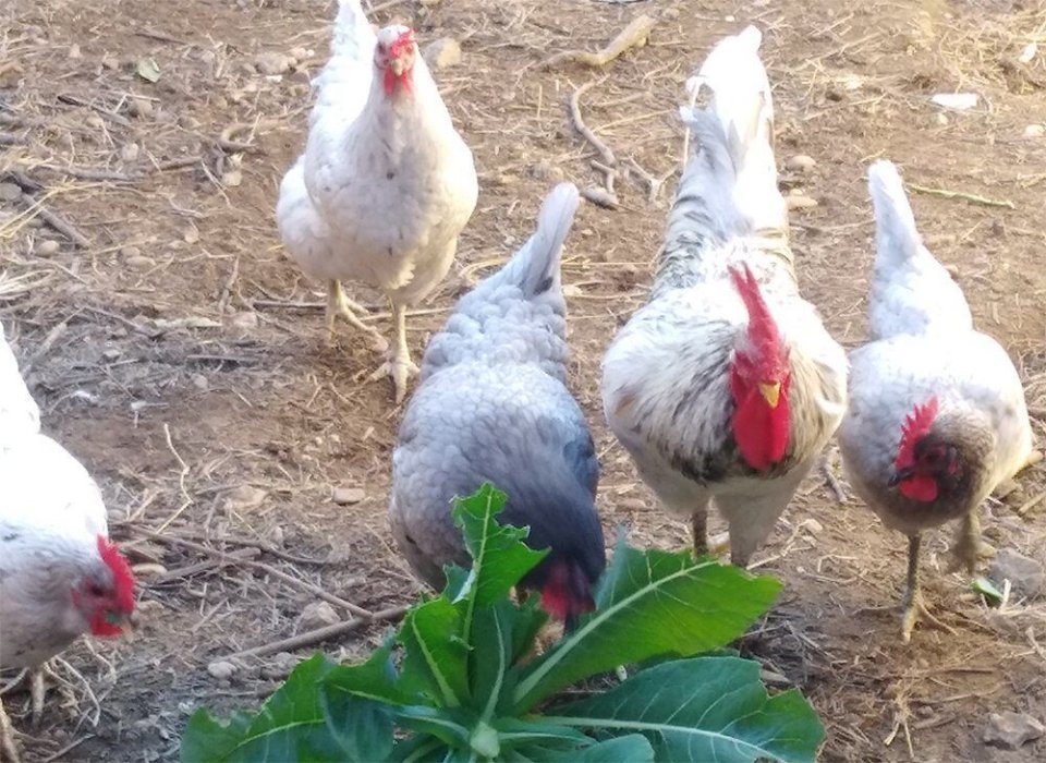 Salvemos a la Gallina Extremeña Azul