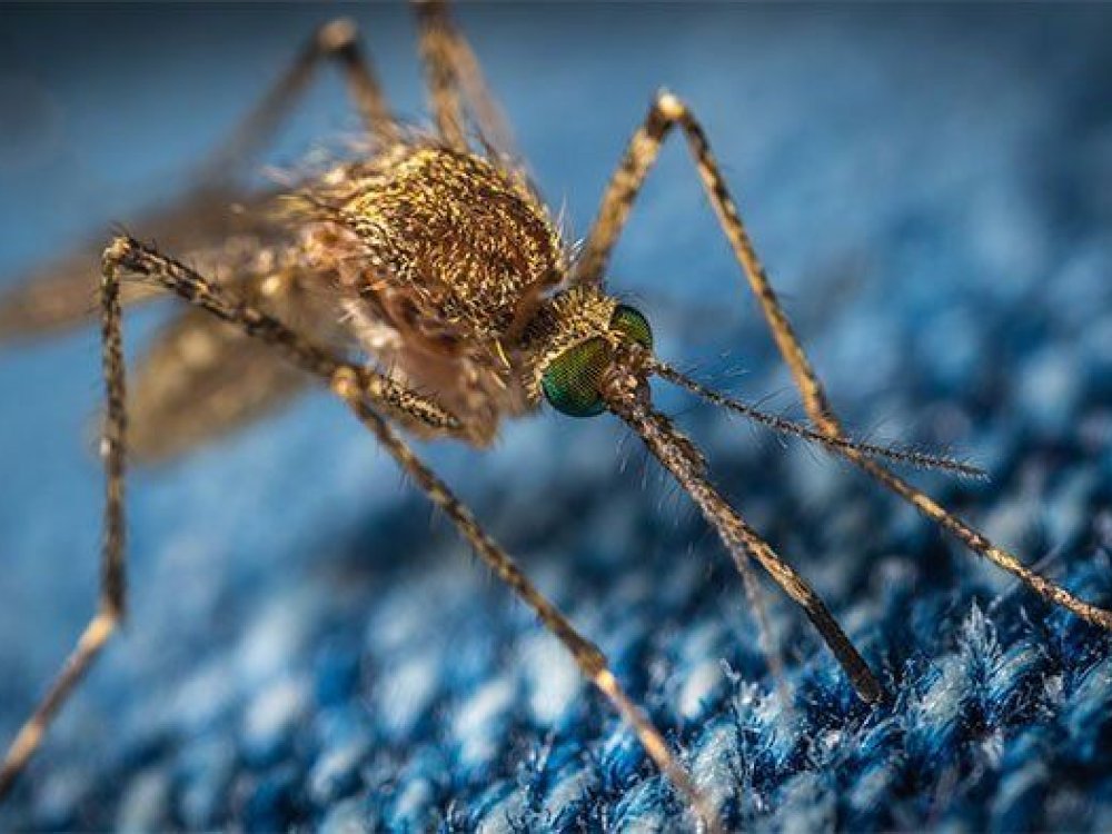 pasión Agradecido seda 10 repelentes naturales de mosquitos: Lo que funciona