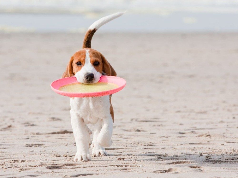Las 7 Mejores Playas Para Perros En España