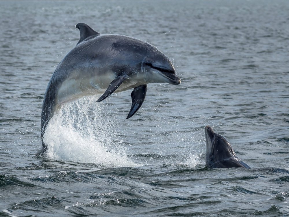 Delfines en España: especies y dónde podemos verlos