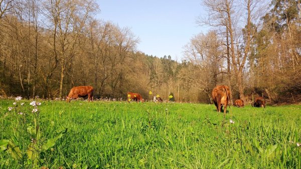 Pastoreo regenerativo con vacas de la raza pasiega