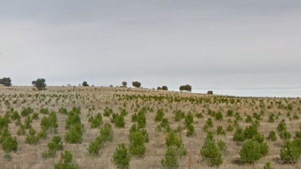 Reforestación a gran escala en terrenos degradados.