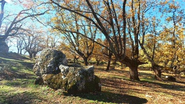Declaración de Bosque Singular - Carvajal de Gredos