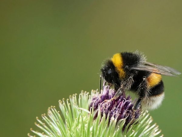 Importancia y características de los abejorros