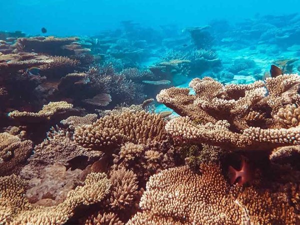 Arrecife de coral: ¿Qué son y cómo se forman?