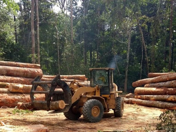 Deforestación: Qué es, causas y consecuencias
