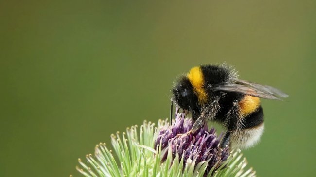 Importancia y características de los abejorros