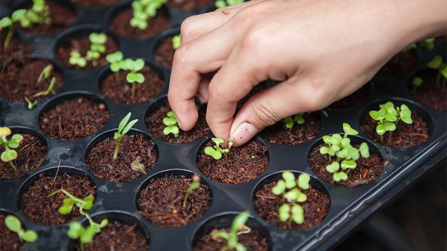 Cómo hacer un semillero casero: todo lo que necesitas saber