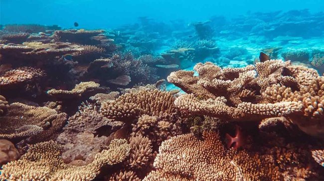 Arrecife de coral: ¿Qué son y cómo se forman?