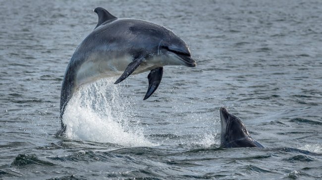 Delfines en España: especies y dónde podemos verlos